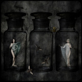 The Collector Photographic Print by Lydia Marano