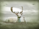 The White Stag Photographie par Lynne Davies