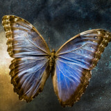 Creative Image of a Mounted Exotic Butterfly Photographic Print by Clive Nolan