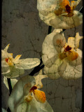 Bowman Photographic Print by Cristina Carra Caso