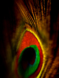 Flight Abstraction Photographic Print by Clive Nolan