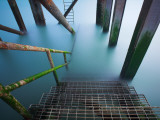 Livebug Photographic Print by David Baker