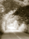 Road in Autumn Photographic Print by David Ridley