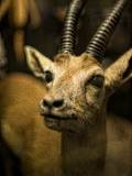 A Taxidermy Thomson's Gazelle Photographic Print by Clive Nolan