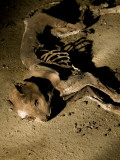 Dead Moggy Photographic Print by Nathan Wright