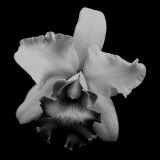 Frilly Orchid Photographic Print by Lydia Marano