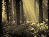 Linkset Photographie par David Baker