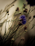Blue Flower with Blurred Background Photographie par Clive Nolan