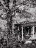 The Ivy Photographic Print by Traer Scott