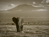 Elephant, Mt. Kilimanjaro, Masai Mara National Park, Kenya Photographie par Peter Adams