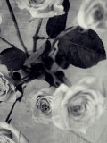 Still Life #3 Lámina fotográfica por Tracy Edgar