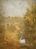 Buzzbird Photographic Print by Lynne Davies