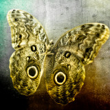 Creative Image of a Mounted Exotic Butterfly Photographie par Clive Nolan