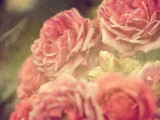 The Rose Collection #4 Lámina fotográfica por Tracy Edgar The Rose Collection #4 Lámina fotográfica por Tracy Edgar