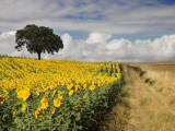 Field of Sunflowers with Holm Oaks Fotografie-Druck von Felipe Rodriguez