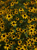 Kayndu Photographic Print by Jim Crotty