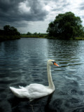 Buzzset Photographic Print by Tim Kahane