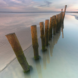 Cogitz Photographic Print by David Baker