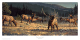 Rocky Mountain Meadow Prints by Nancy Glazier