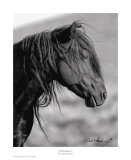 Wild Stallion I Arte por Claude Steelman Wild Stallion I Arte por Claude Steelman