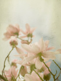 Sweet Magnolias Photographic Print by Tracy Edgar