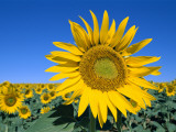 Sunflower Fields, Provence, France Photographic Print by Steve Vidler