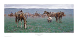 A Branding in the Sandhills Prints by Jim Rey