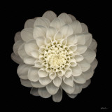 Dahlia 22 Poster von Neil Seth Levine