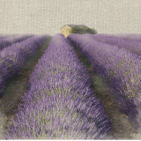 Lavender Field Posters by Bret Staehling