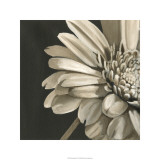 Classical Blooms IV Limitierte Auflage von Ethan Harper