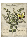 Herbs & Butterflies I Poster by Kate Ward Thacker