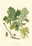 Acorns & Foliage II Posters