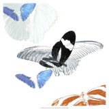 Butterfly Inflorescence I Affiches
