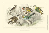Goldfinch, Buntings & Wrens Print by J. Stewart