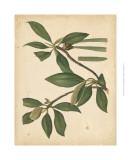 Nature's Greenery X Poster