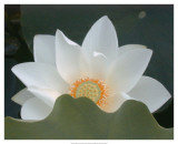 Delicate Lotus III Print by Jim Christensen