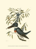 Small Antique Kingfisher II Affiches par Mark Catesby
