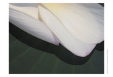 Lotus Detail II Prints by Jim Christensen
