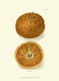 Orange Prints