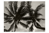 Palms at Night V Prints by Tang Ling