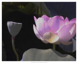 Blushing Lotus III Prints by Jim Christensen
