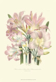 Lily Garden IV Prints by Jane Loudon
