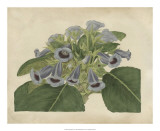 Tropical Beauty IV Print by Sydenham Teast Edwards