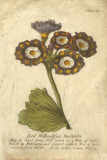 Vintage Auricula I Affiches