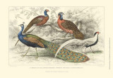 Peacock & Pheasants Prints by J. Stewart