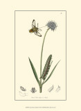 Curtis Nature Study II Prints