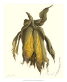 Yellow Corn Posters by James Linton Sain