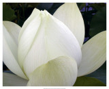 Delicate Lotus IV Prints by Jim Christensen