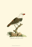 Spotted Grosbeak Art
