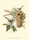 Titmouse & Nest Prints